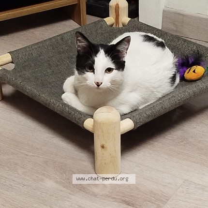 Photo of a cat found in Anould