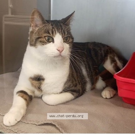 Photo of a cat found in La Roche Sur Yon