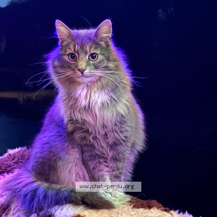 Foto 1/1 Mus Kat vermist in Verviers