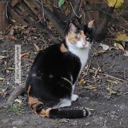 Photo of a cat found in Carrieres Sur Seine