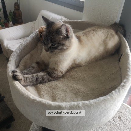 Foto di gatto smarrito a Chavornay