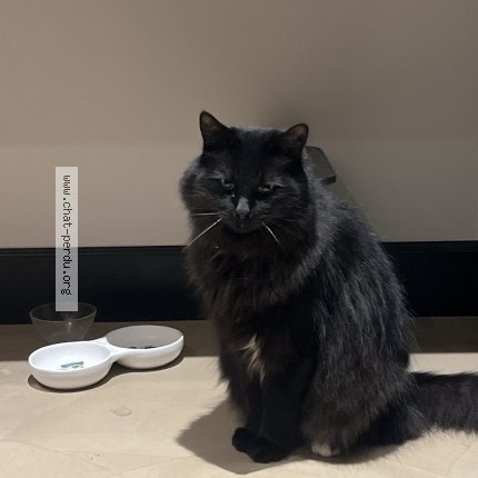 Foto 1/1 kis Kat vermist in Grimbergen