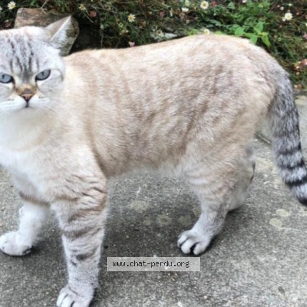 Foto di gatto smarrito a Prangins
