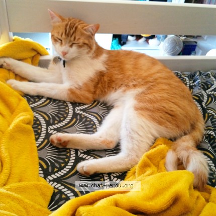 Photo of a cat found in Lombez