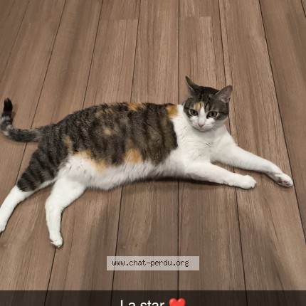 Photo of a cat found in Nogent L Arthaut
