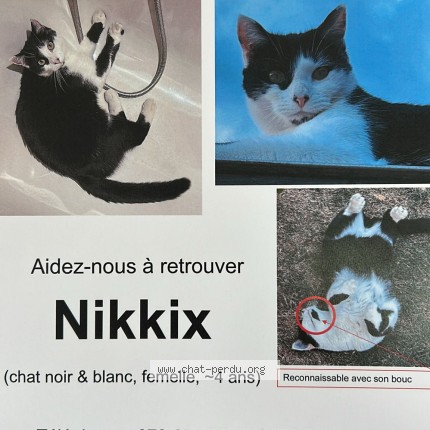 Foto di gatto smarrito a Denens