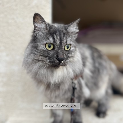 Photo of a cat found in Cazouls Les Beziers