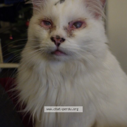 Photo of a cat found in Noyelles Sous Lens