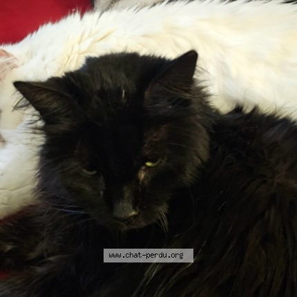 Photo of a cat found in Berles Au Bois