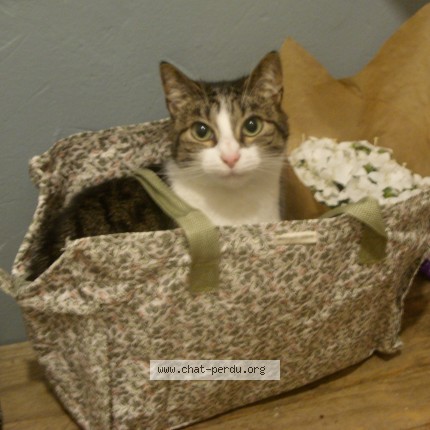 Photo of a cat found in Lille