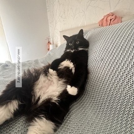 Foto di gatto smarrito a Senedes