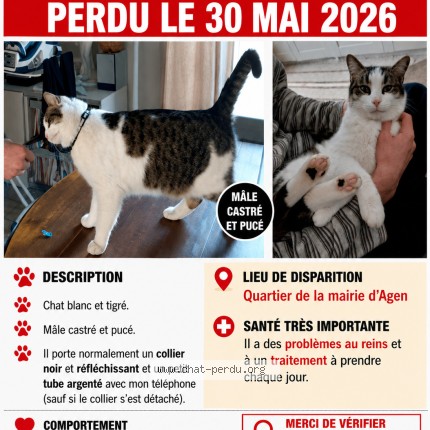 Photo of a cat found in Agen