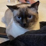 Sissi