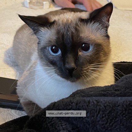Photo 1/1 Sissi Cat lost in Laval