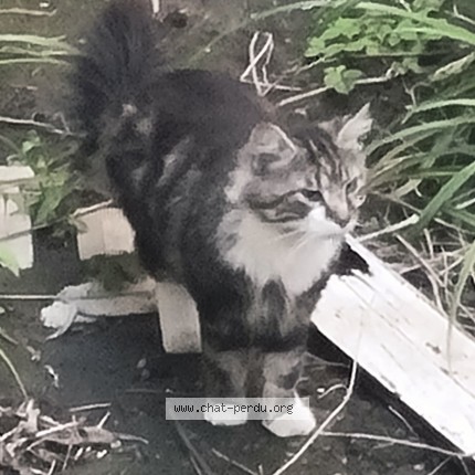 Foto 1/2 Kat gevonden Gevonden in Bruxelles