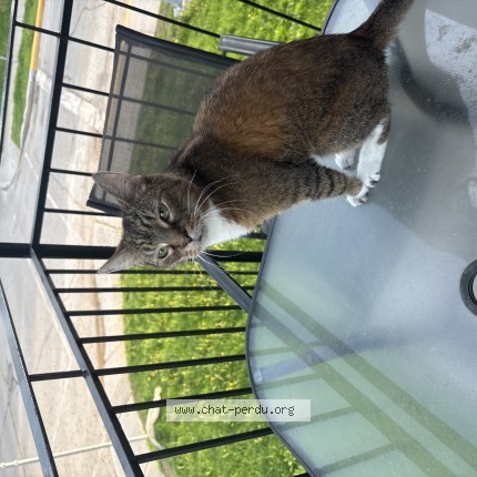 Photo 1/1 Mia Cat lost in Montreal Est