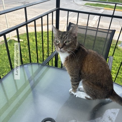 Photo 1/1 Mia Cat lost in Montreal Est