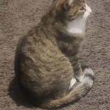 coonie