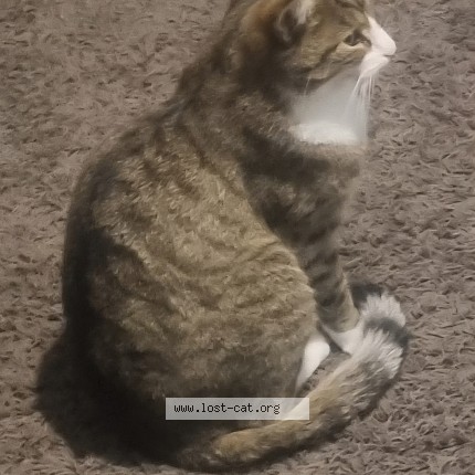 Picture of cat lost at Nelson