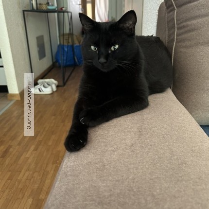 Foto 1/1 Wiedergefundene Katze Verloren in Lausanne