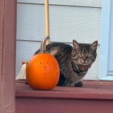Mimi