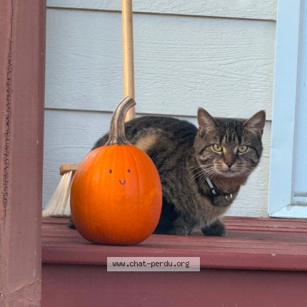 Photo 1/1 Mimi Cat lost in Saint Andre Avellin