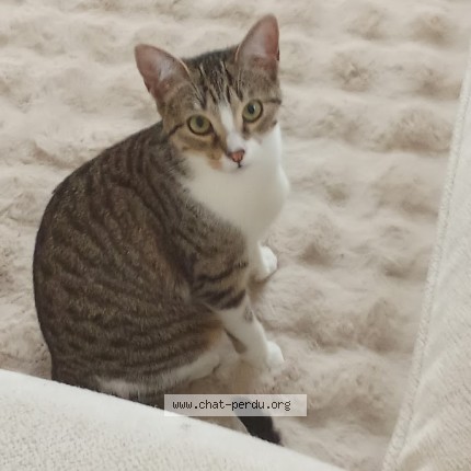 Photo of a cat found in Royan