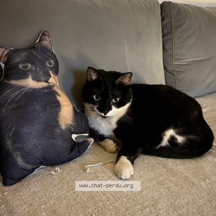 Photo of a cat found in Lyon