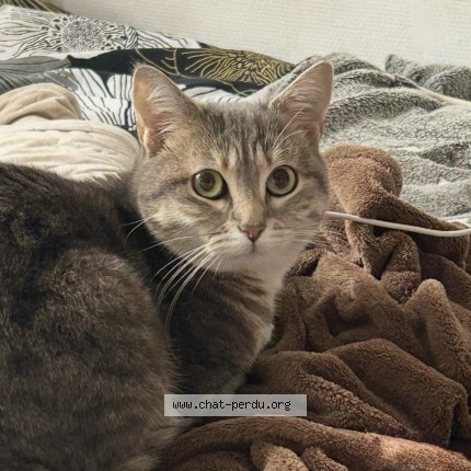 Photo of a cat found in Nantes