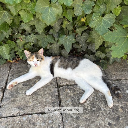 Photo of a cat found in Coueron