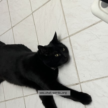 Photo of a cat found in Le Havre