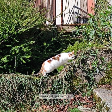 Photo of a cat found in Paris