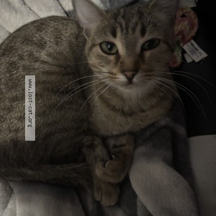 Photo 1/1 luna Cat lost in Evans