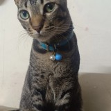 milo