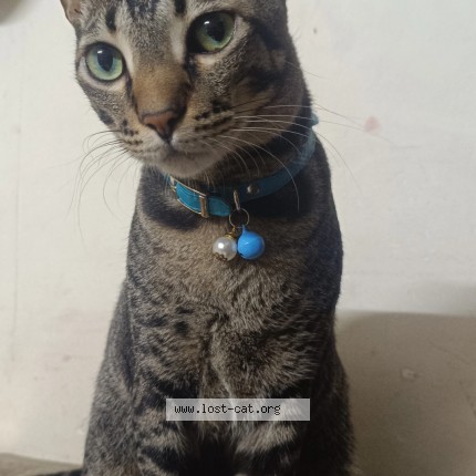 Photo 1/1 milo Cat lost in Navi Mumbai
