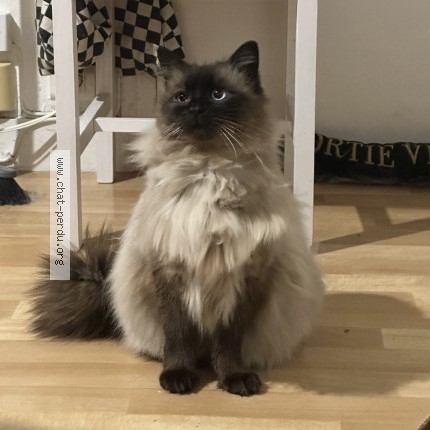 Photo of a cat found in Rennes
