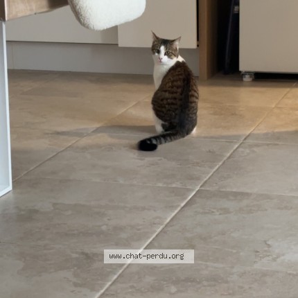 Photo of a cat found in Heubecourt