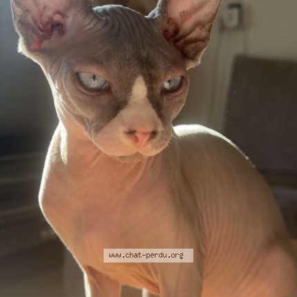 Photo of a cat found in Tourcoing
