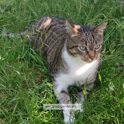 Photo of a cat found in Verson