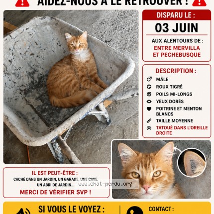 Photo of a cat found in Mervilla