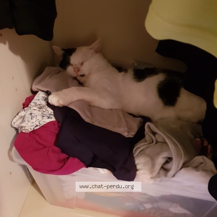 Foto van vermiste kat in Bruxelles