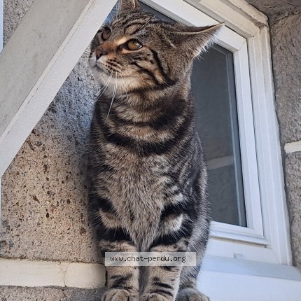 Photo of a cat found in St Malo