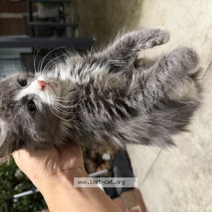 Photo 1/1 Found cat Found in St Albans
