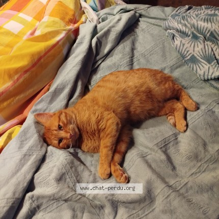 Photo of a cat found in Vezac