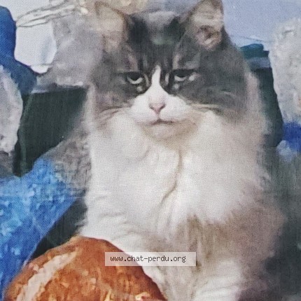 Photo of a cat found in Troyes