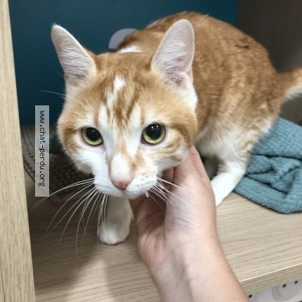 Photo of a cat found in Lyon 3
