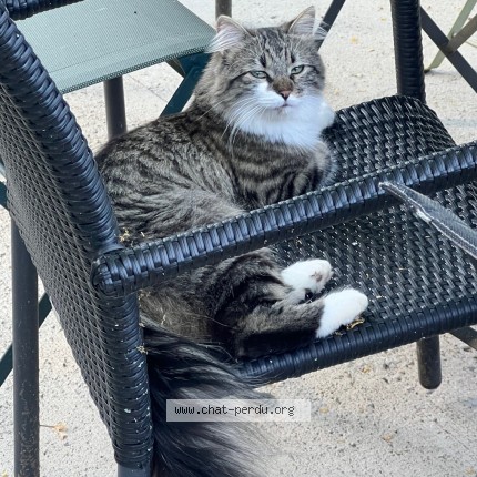 Photo of a cat found in Lyon