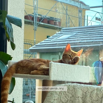 Photo of a cat found in Ste Colombe La Commanderie