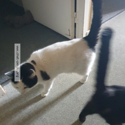 Photo of a cat found in 63118 Cebazat