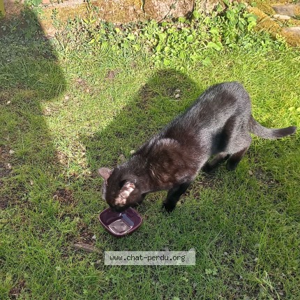 Photo of a cat found in St Nazaire